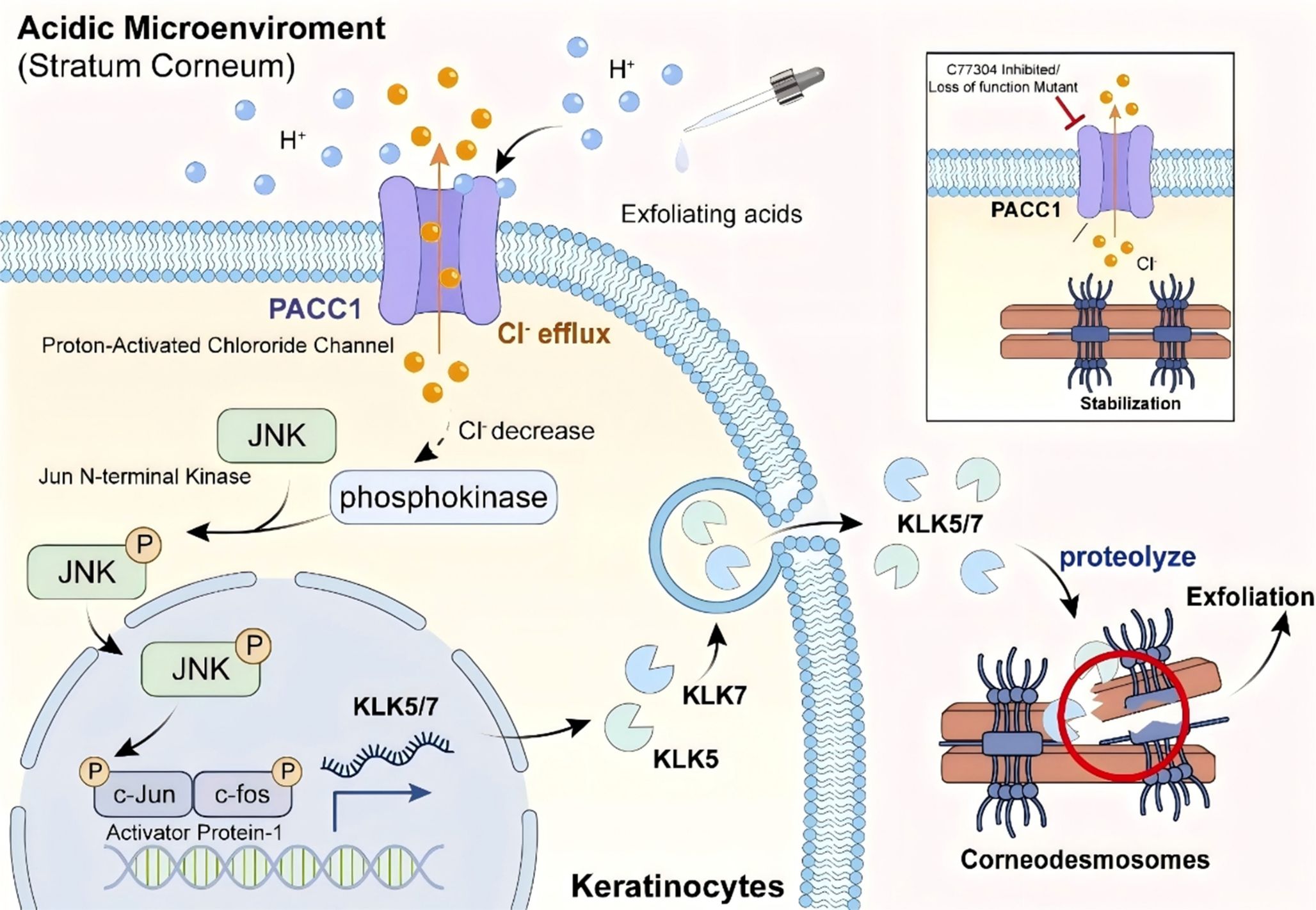 姚镜团队揭示质子激活氯离子通道PACC1作为酸传感器调控表皮剥脱的新机制