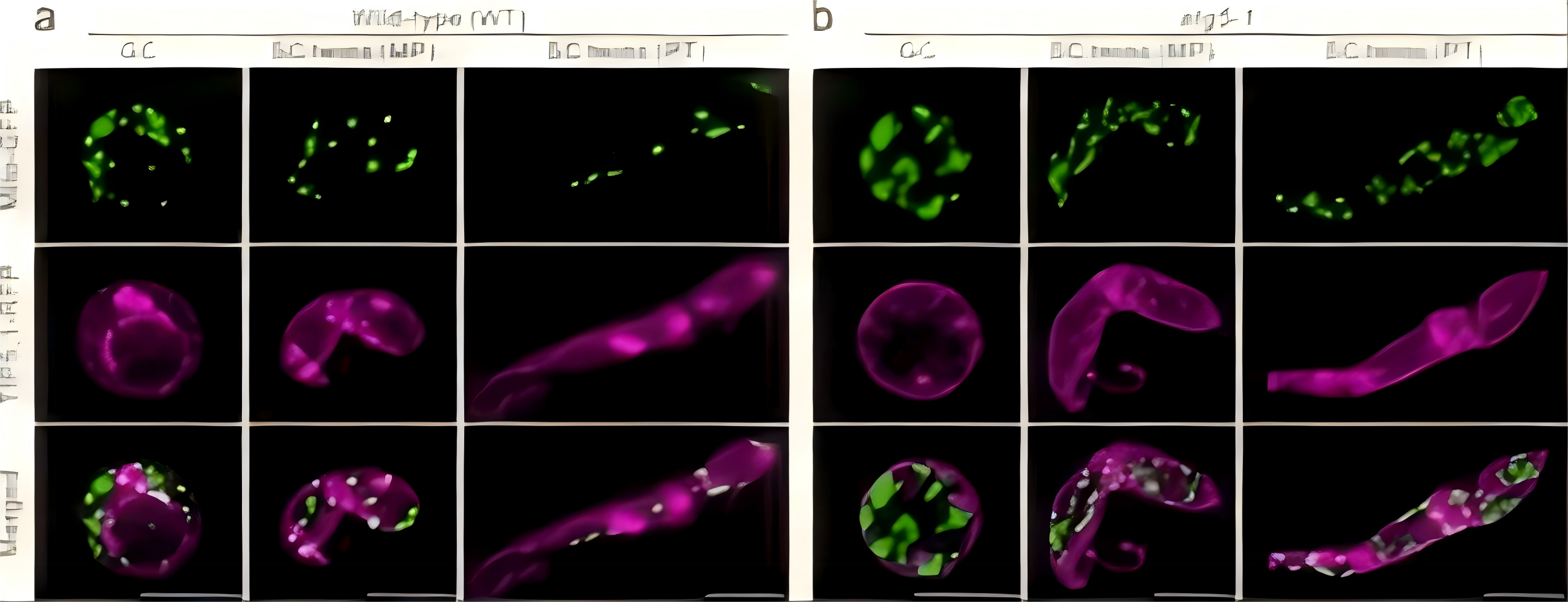 孙蒙祥团队揭示被子植物父本线粒体清除的机理
