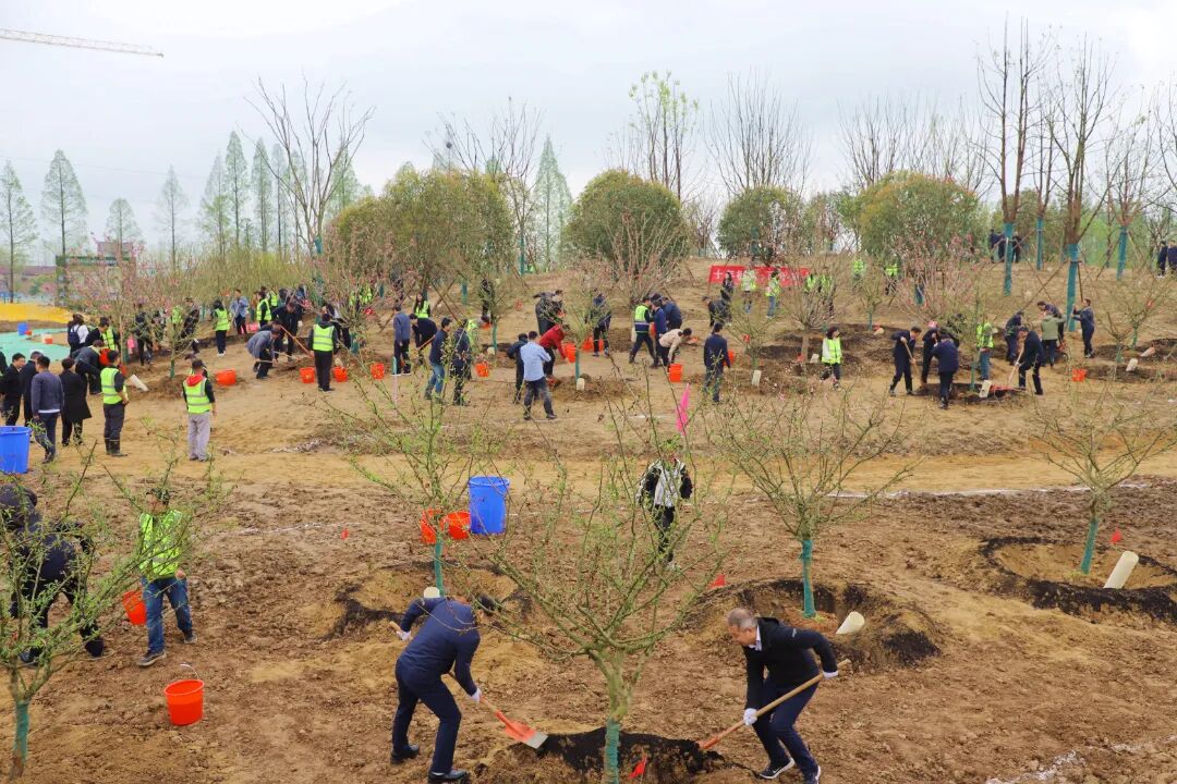 校领导赴长江新区开展义务植树活动