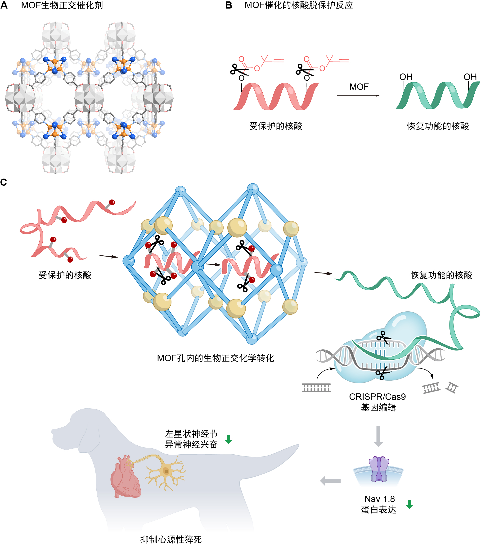 武大学者发展生物正交MOF实现基因治疗