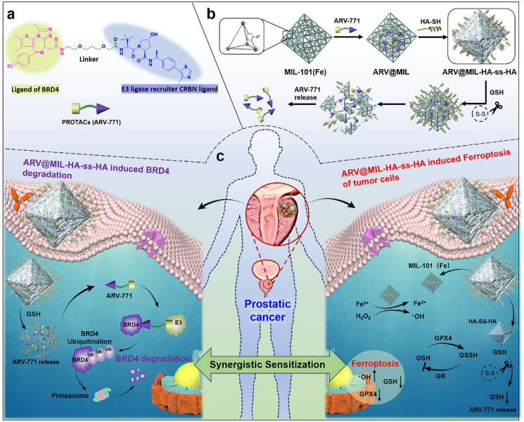 ​程帆团队医药交叉融合创新成果破解晚期前列腺癌治疗难题