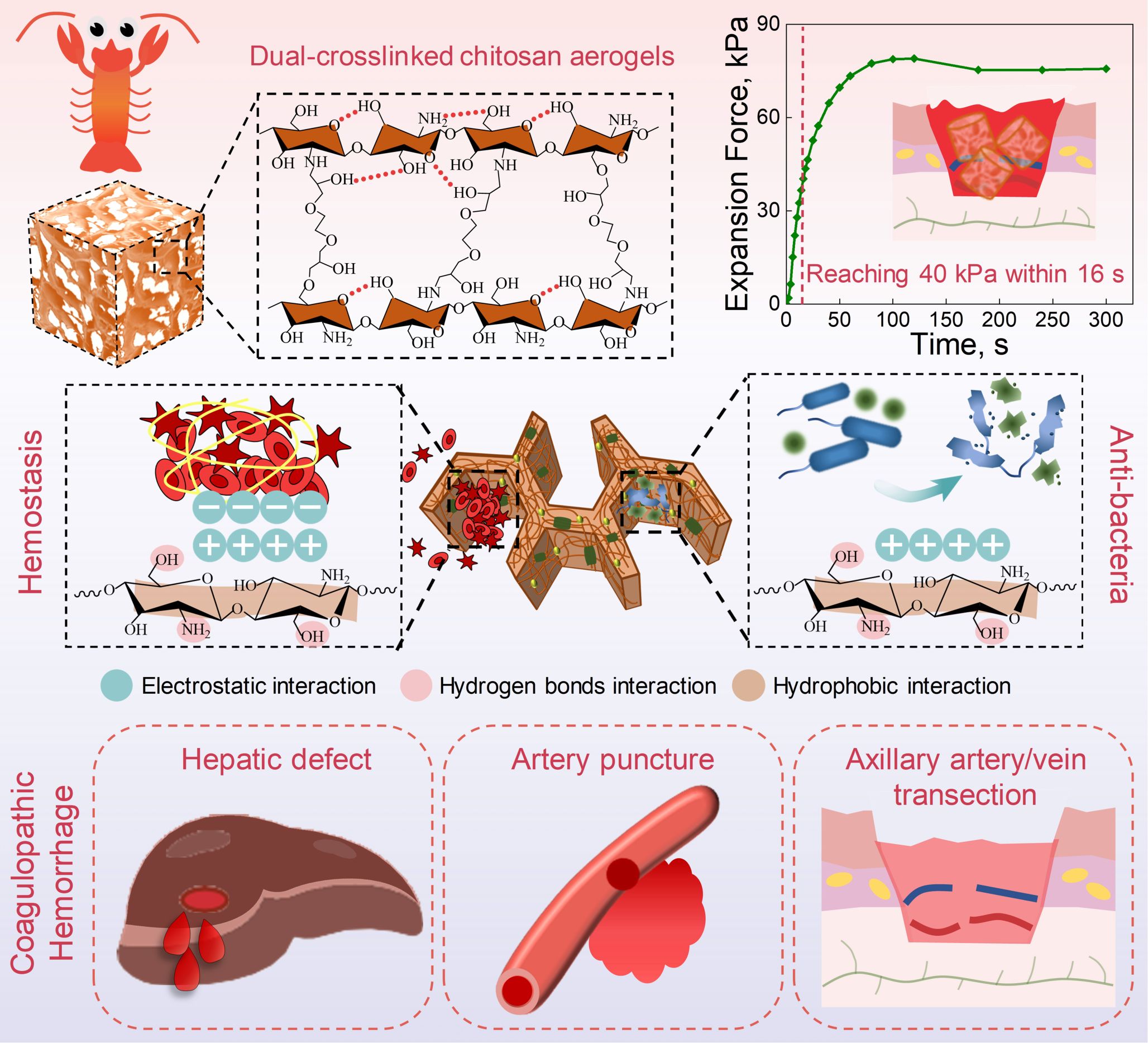 蔡杰教授团队在壳聚糖基生物医用材料领域取得系列重要进展