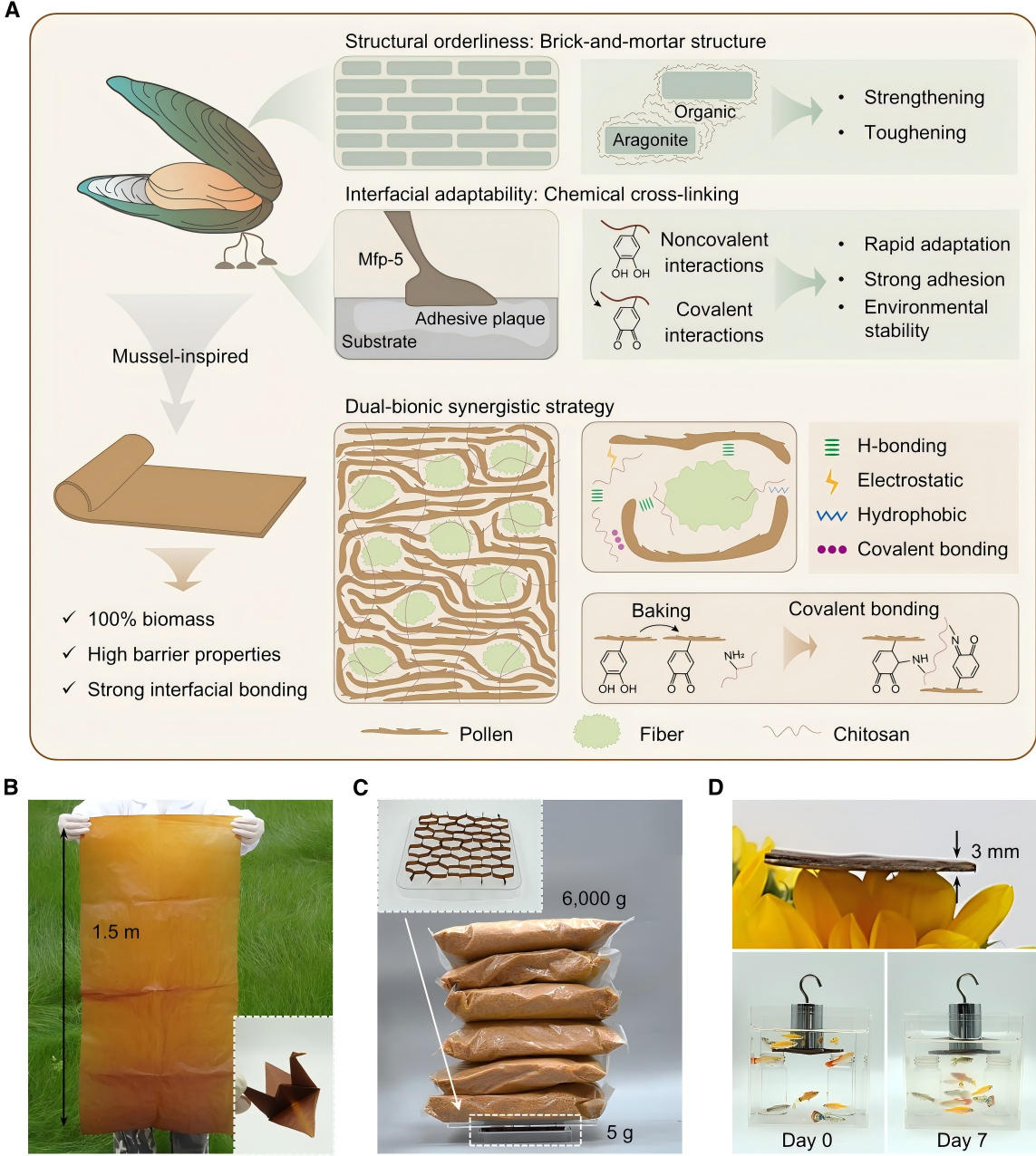 邓红兵/赵泽团队发表全生物基高性能阻隔材料研究新成果