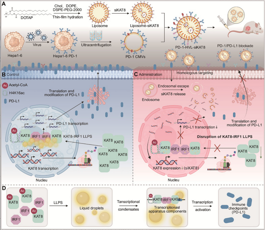 徐细明/饶浪团队最新研究助力肝癌精准诊疗