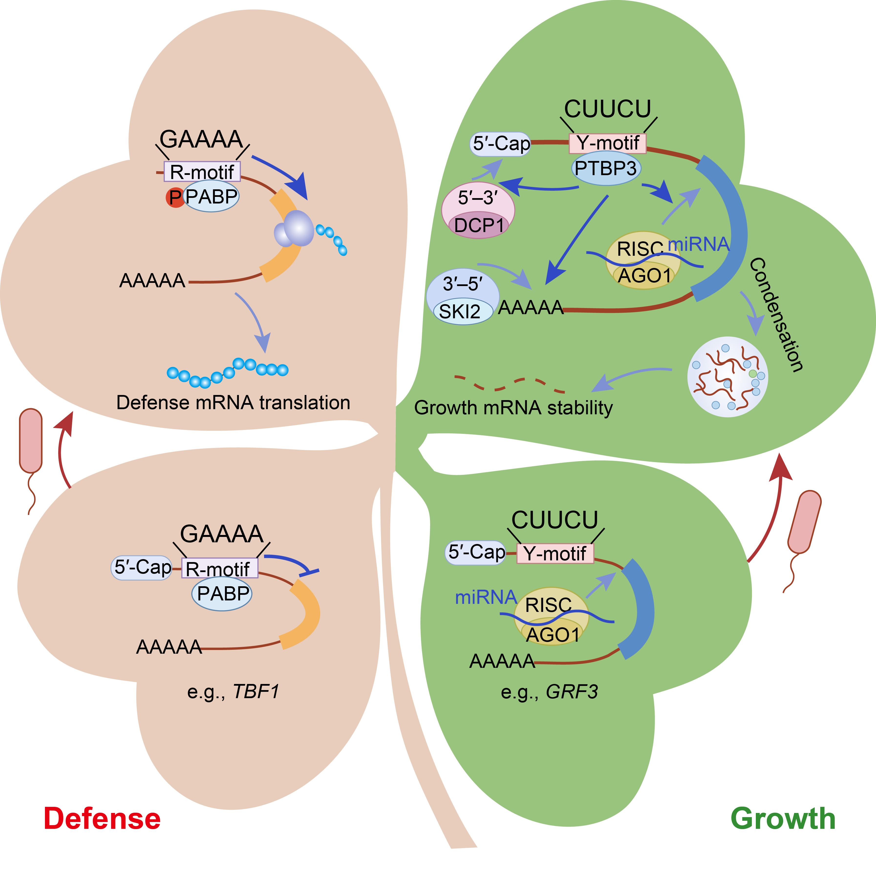 胥国勇团队发现RBP/RNA regulon调控免疫的新机制