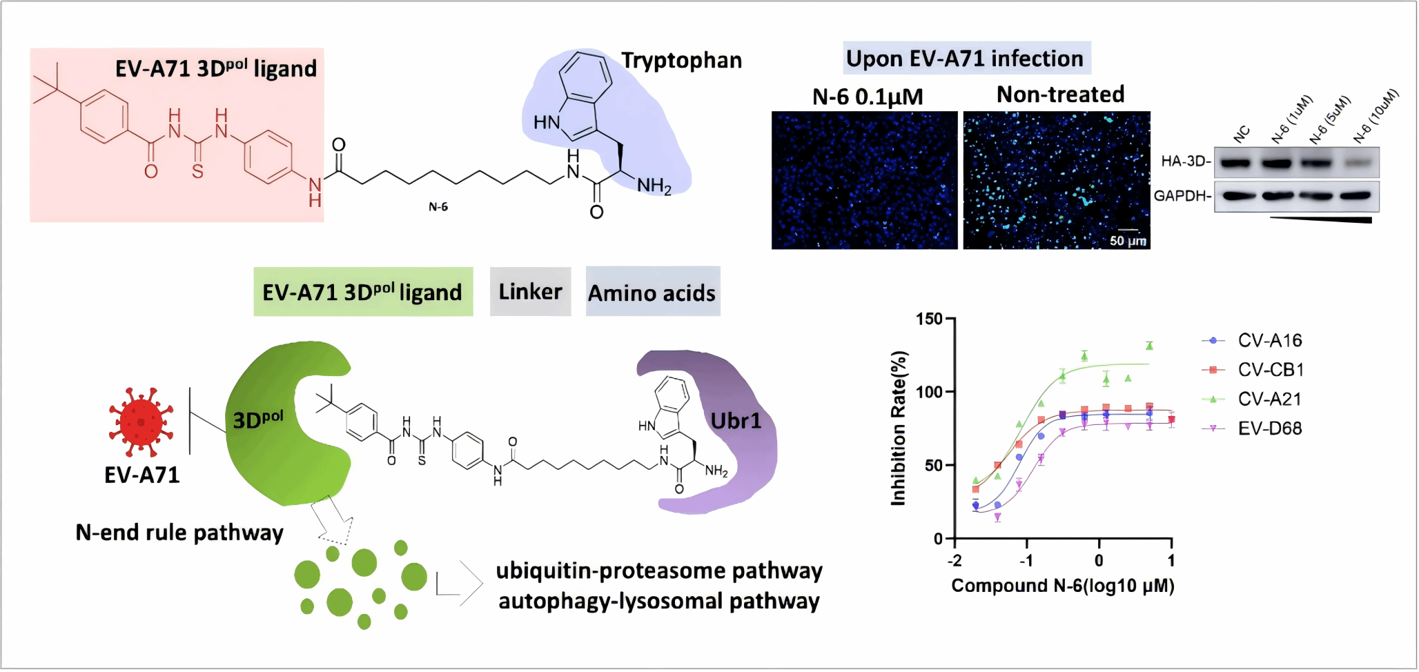 吴叔文/周海/蓝柯团队合作开发基于N-端法则的新型广谱抗肠道病毒降解剂