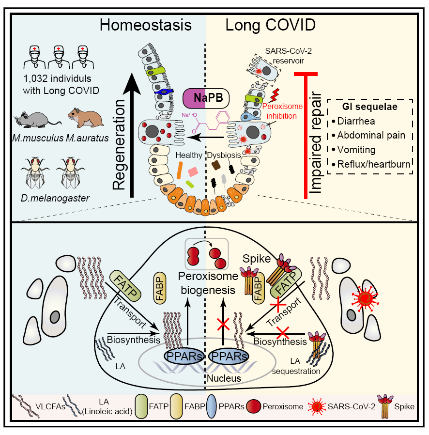 刘元课题组揭示胃肠道后遗症致病机制