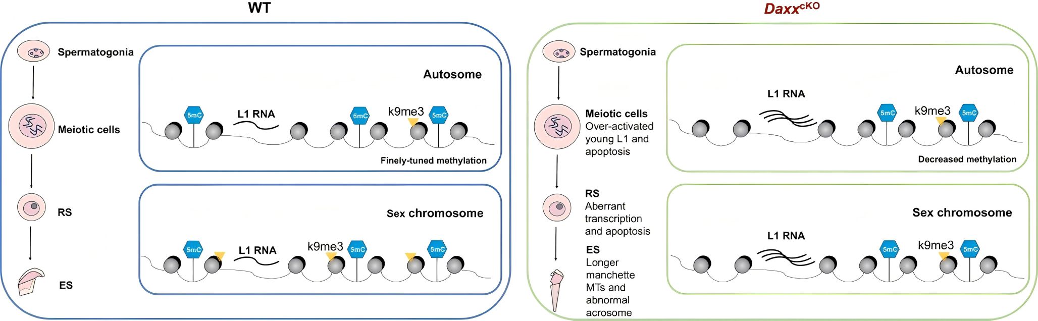 罗孟成团队和李国红团队联合发现生殖细胞逆转座子调控新机制