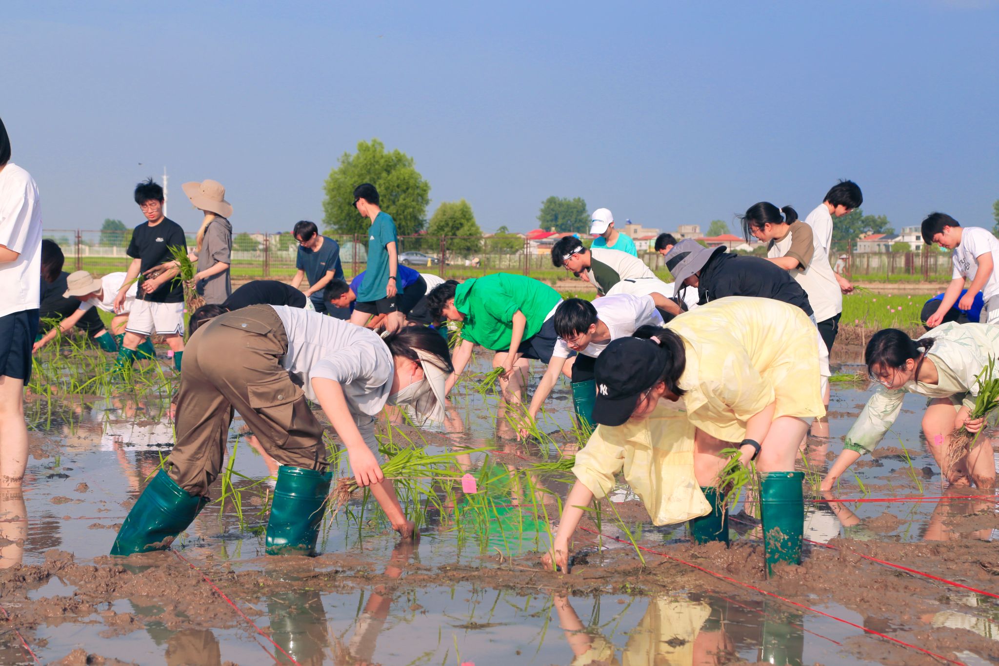 【一线传真】生命科学学院赴鄂州水稻基地开展劳动实践活动