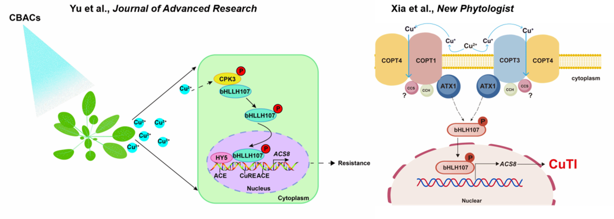 储昭辉团队解析铜诱导的植物免疫反应信号传导途径