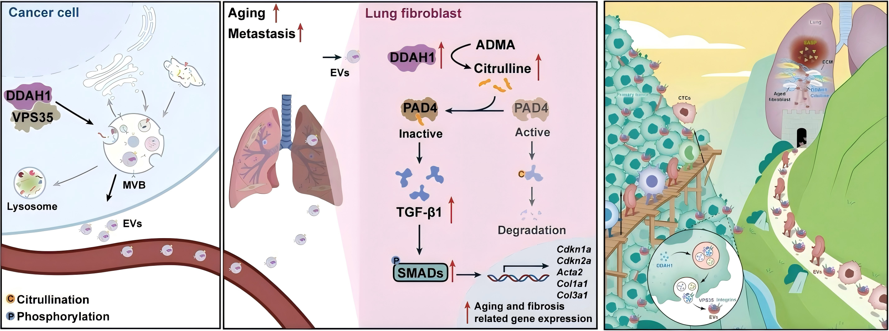 闫卫课题组发现肿瘤分泌因子诱发肺衰老