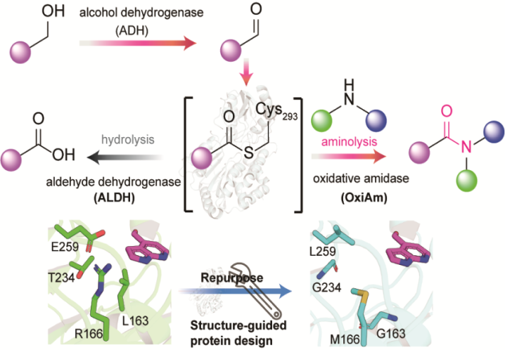 高磊与合作者在《科学》发表酶催化酰胺合成的最新研究成果