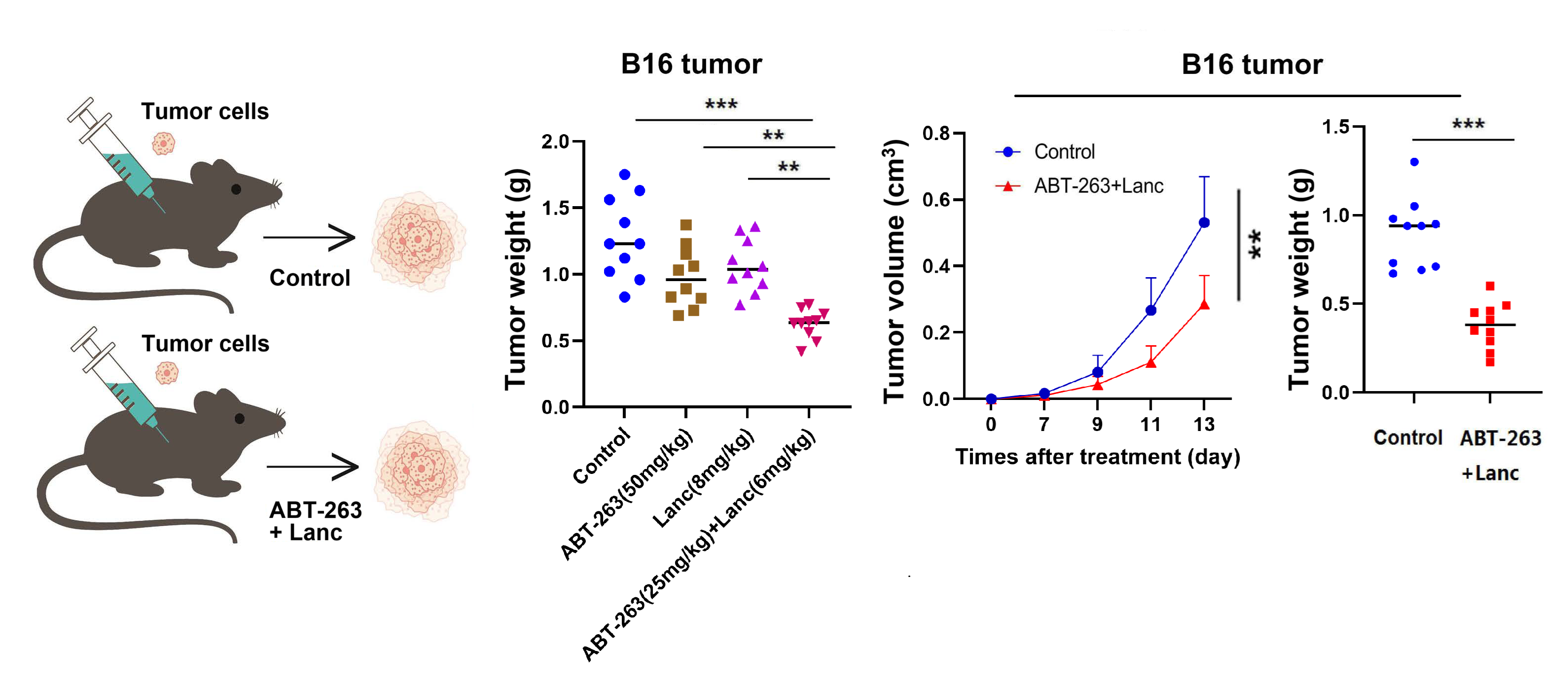 蓝柯团队揭示肿瘤免疫逃逸新机制并提出抗肿瘤新策略