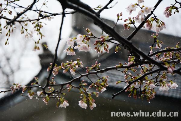 雨中樱