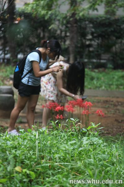 彼岸花7 张然摄_副本.jpg