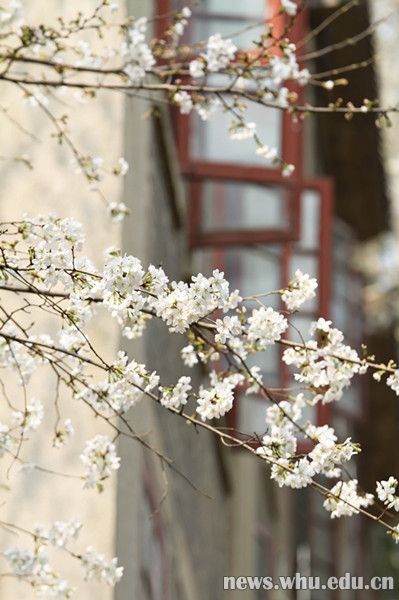 樱花2 张然摄_副本.jpg