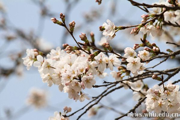 樱花 张然摄_副本.jpg